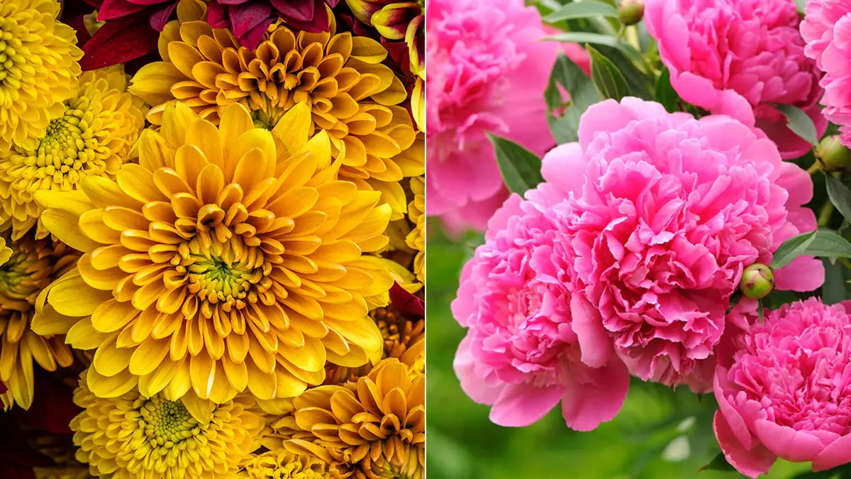 November Birth Flower - The Chrysanthemum and the Peony